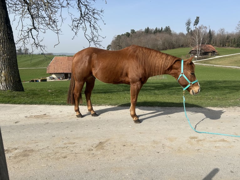 American Paint Horse Caballo castrado 11 años 155 cm Alazán in Bern
