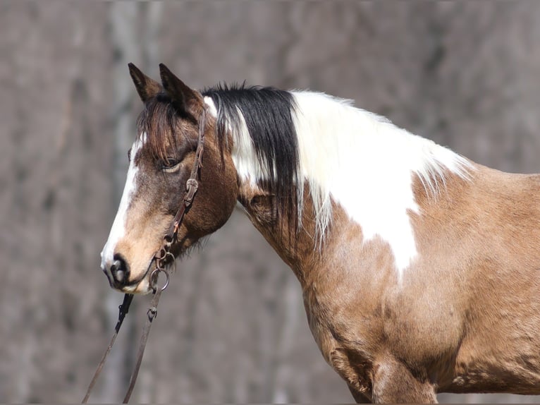 American Paint Horse Caballo castrado 11 años 155 cm Buckskin/Bayo in Brodhead, KY