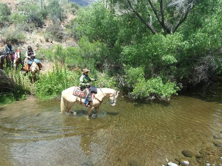 American Paint Horse Caballo castrado 11 años 155 cm Palomino in Cave Creek, AZ