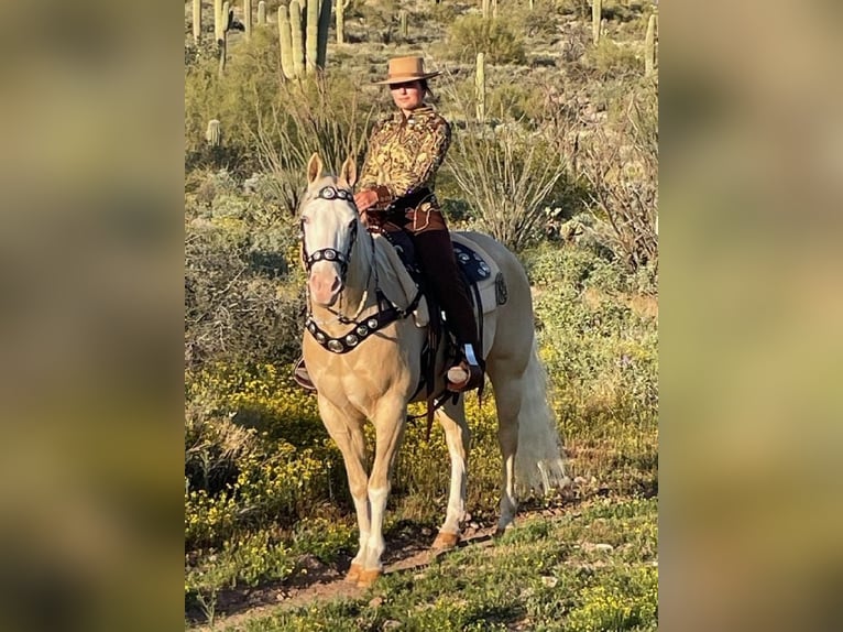 American Paint Horse Caballo castrado 11 años 155 cm Palomino in Cave Creek, AZ