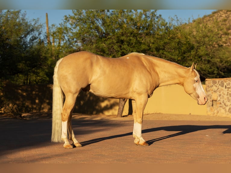 American Paint Horse Caballo castrado 11 años 155 cm Palomino in Cave Creek, AZ