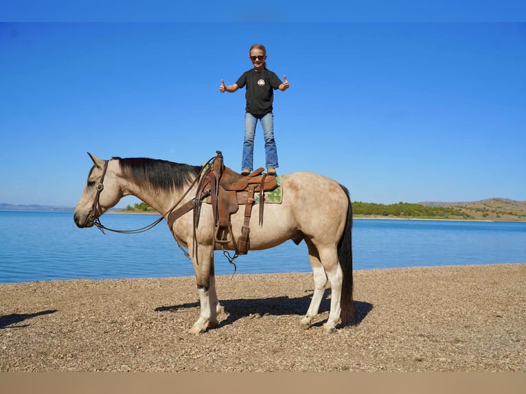 American Paint Horse Caballo castrado 11 años 155 cm Pío in Corsica