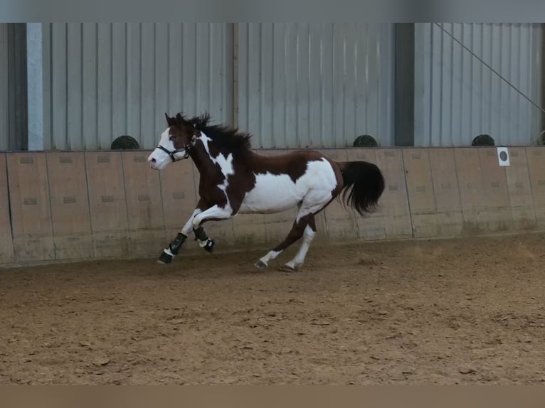 American Paint Horse Caballo castrado 11 años 155 cm Pío in Neustadt (Wied)