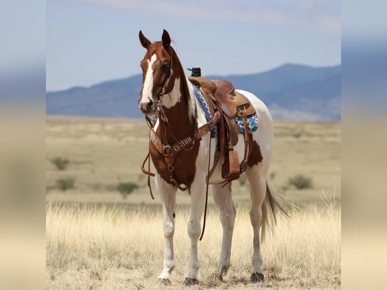 American Paint Horse Caballo castrado 11 años 155 cm Tobiano-todas las-capas in Nogales AZ