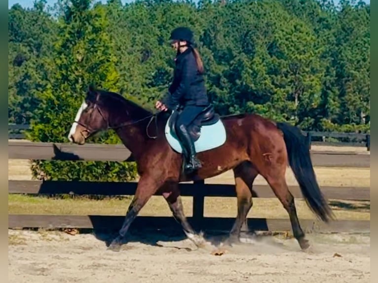 American Paint Horse Caballo castrado 11 años 157 cm Castaño rojizo in Johnston