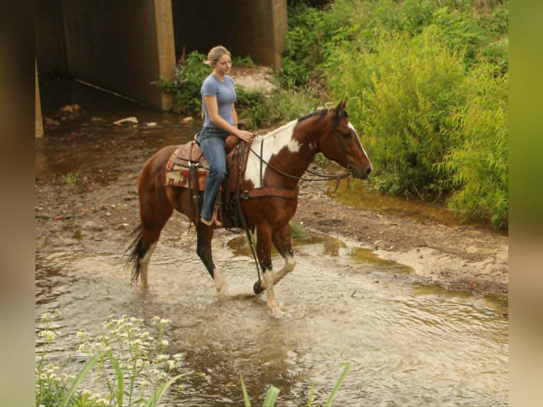 American Paint Horse Caballo castrado 11 años 157 cm Tobiano-todas las-capas in Rusk