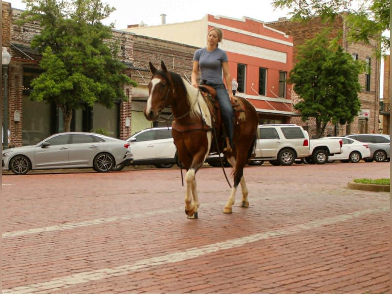 American Paint Horse Caballo castrado 11 años 157 cm Tobiano-todas las-capas in Rusk