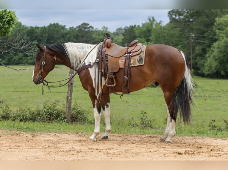 American Paint Horse Caballo castrado 11 años 157 cm Tobiano-todas las-capas in Rusk