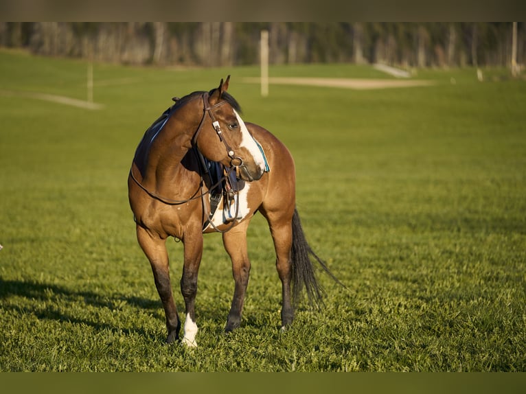 American Paint Horse Caballo castrado 11 años 165 cm Overo-todas las-capas in Haldenwang