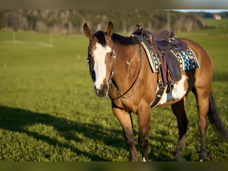 American Paint Horse Caballo castrado 11 años 165 cm Overo-todas las-capas in Haldenwang