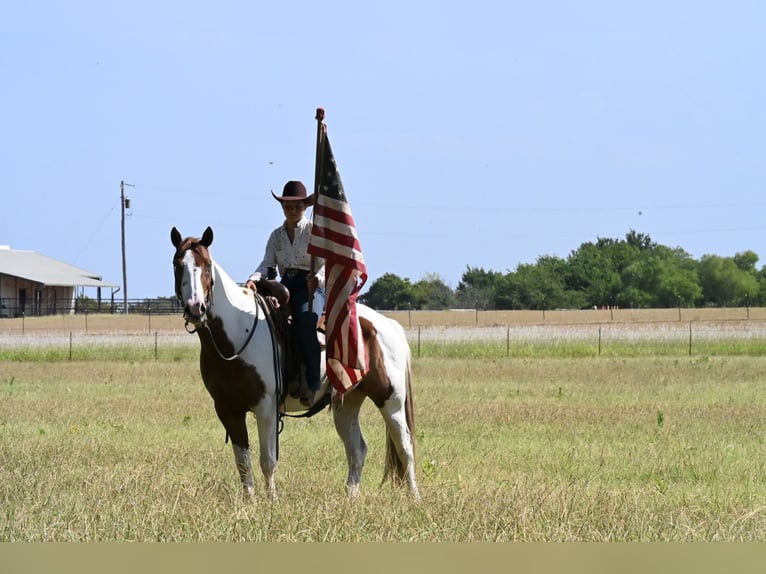American Paint Horse Caballo castrado 11 años Pío in Grandview