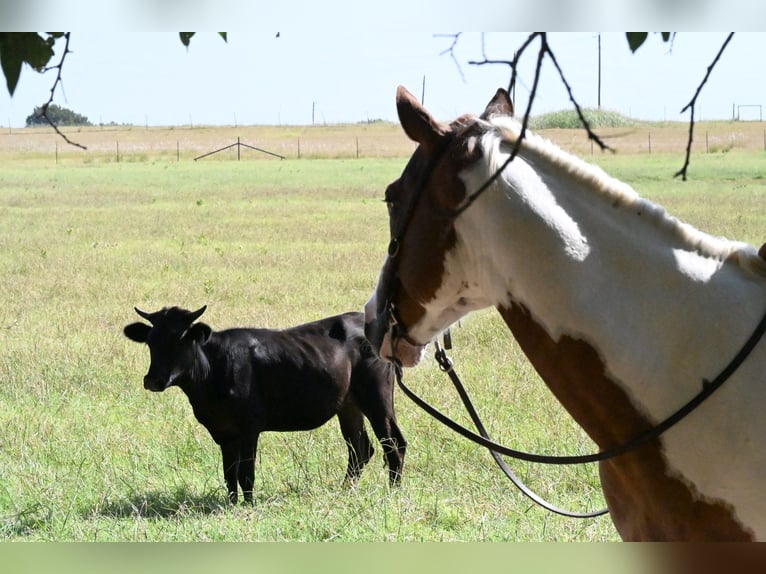 American Paint Horse Caballo castrado 11 años Pío in Grandview