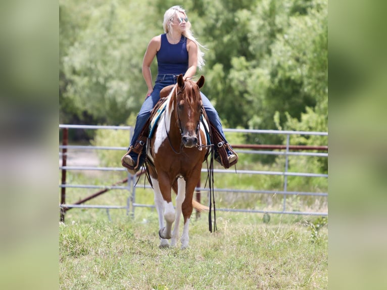 American Paint Horse Caballo castrado 11 años Pío in Mineral Wells