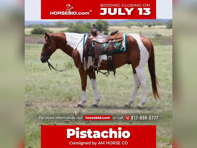 American Paint Horse Caballo castrado 11 años Pío in Mineral Wells