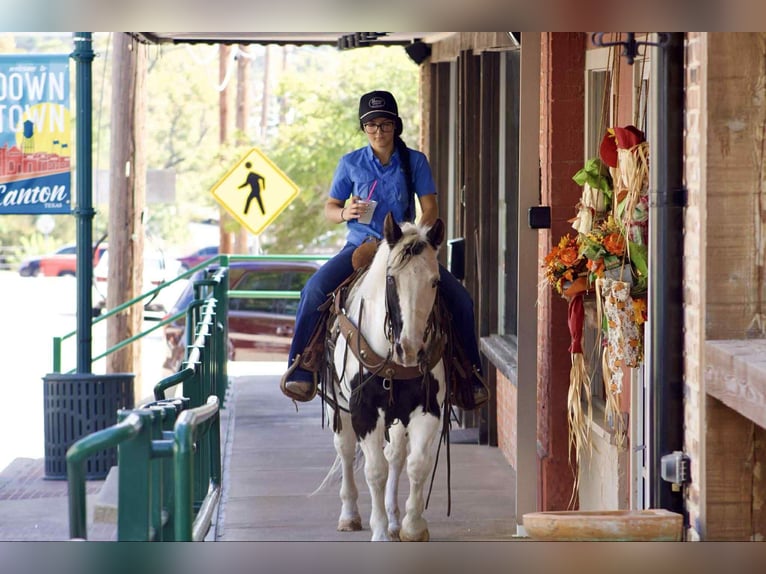 American Paint Horse Caballo castrado 12 años 132 cm Tobiano-todas las-capas in Canton TX
