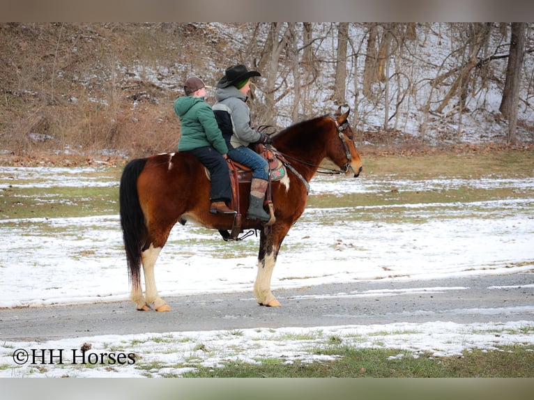 American Paint Horse Caballo castrado 12 años 142 cm Castaño rojizo in Flemingsburg KY