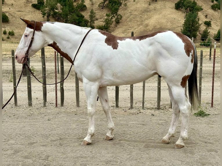 American Paint Horse Caballo castrado 12 años 150 cm Overo-todas las-capas in Bitterwater CA
