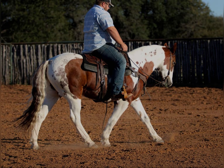 American Paint Horse Caballo castrado 12 años 150 cm Tobiano-todas las-capas in Lipan TX