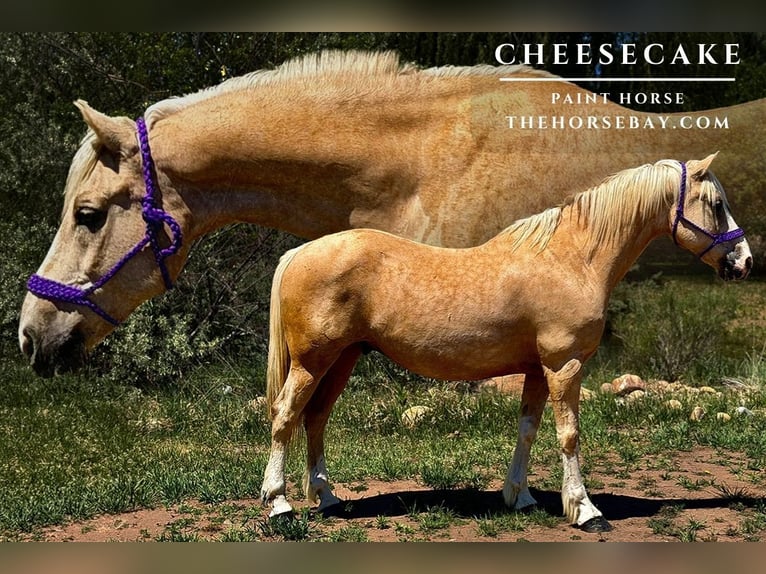 American Paint Horse Caballo castrado 12 años 152 cm Palomino in Fort Collins, CO