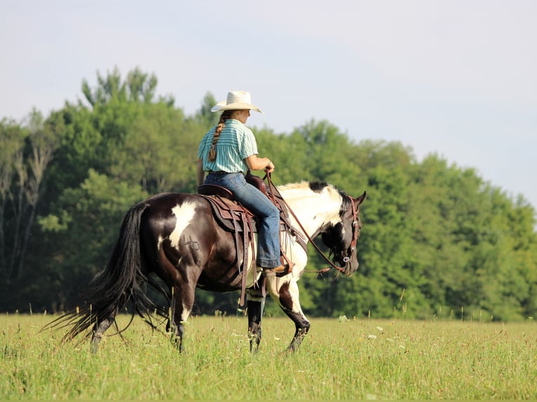 American Paint Horse Caballo castrado 12 años 152 cm Pío in Clarion