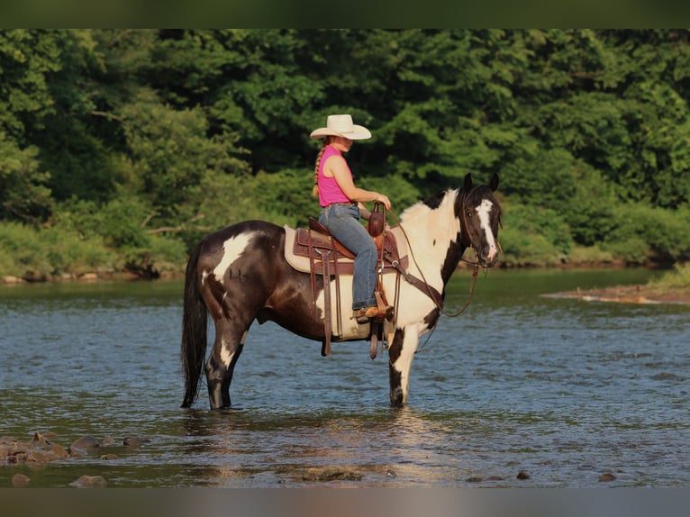 American Paint Horse Caballo castrado 12 años 152 cm Pío in Clarion