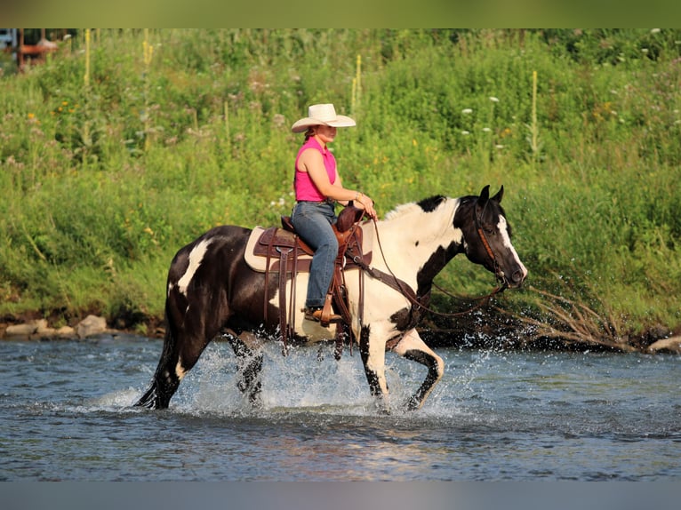 American Paint Horse Caballo castrado 12 años 152 cm Pío in Clarion