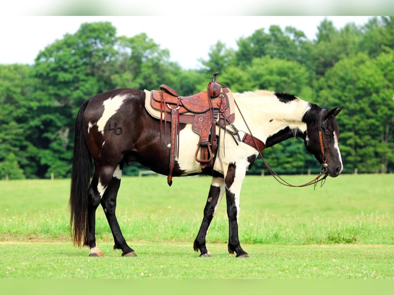 American Paint Horse Caballo castrado 12 años 152 cm Pío in Clarion