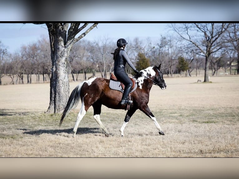 American Paint Horse Caballo castrado 12 años 152 cm Pío in Forney
