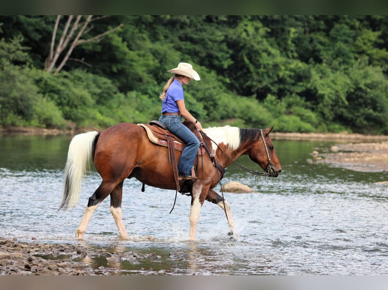 American Paint Horse Caballo castrado 12 años 152 cm Pío in Clarion
