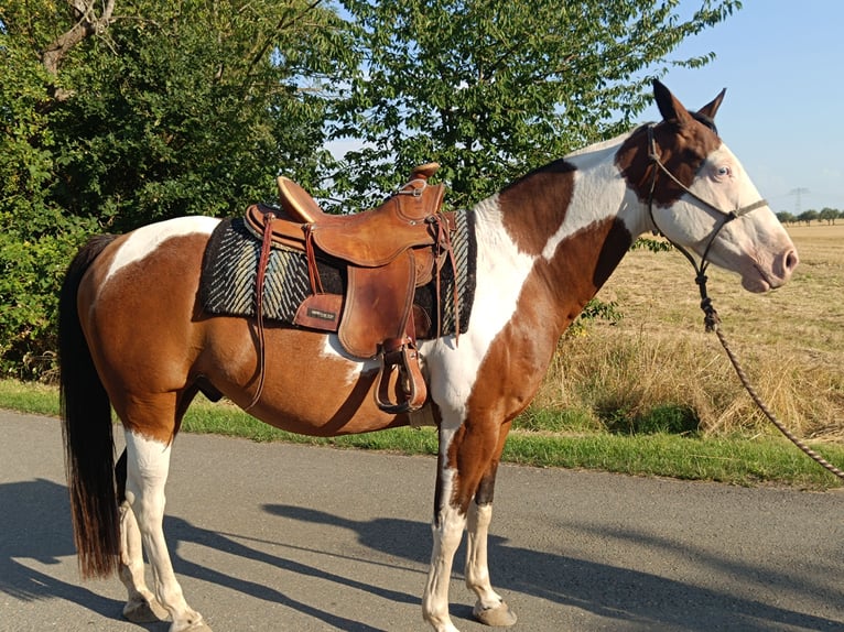 American Paint Horse Caballo castrado 12 años 154 cm Tovero-todas las-capas in Frohburg