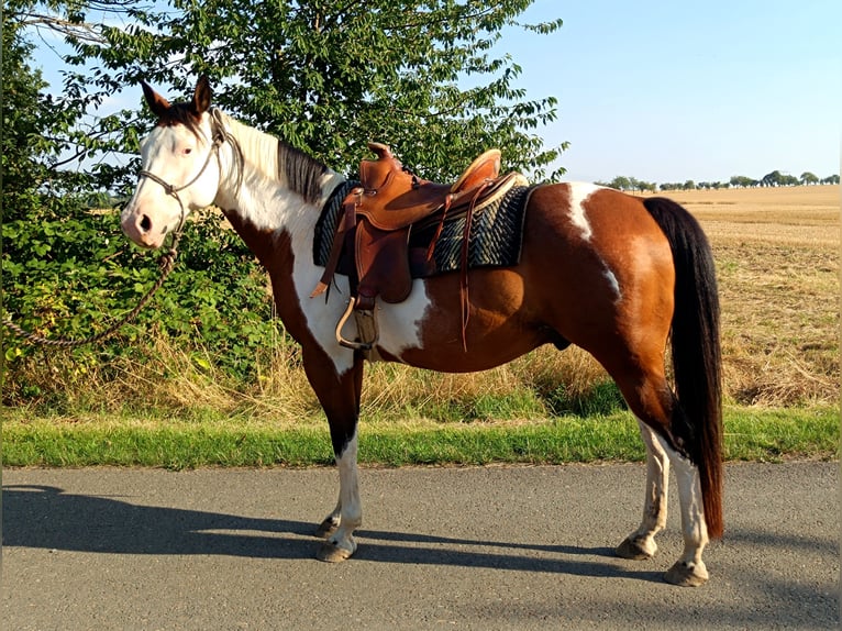 American Paint Horse Caballo castrado 12 años 154 cm Tovero-todas las-capas in Frohburg