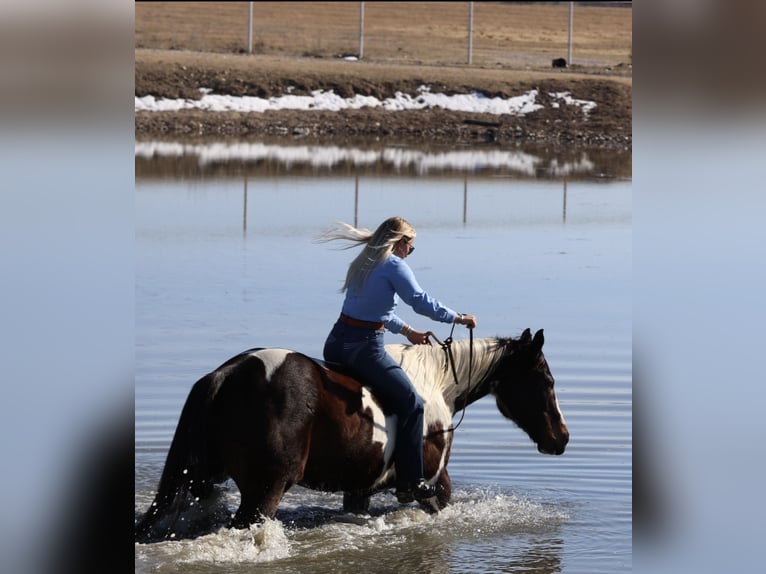 American Paint Horse Caballo castrado 12 años 155 cm Pío in Mineral Wells
