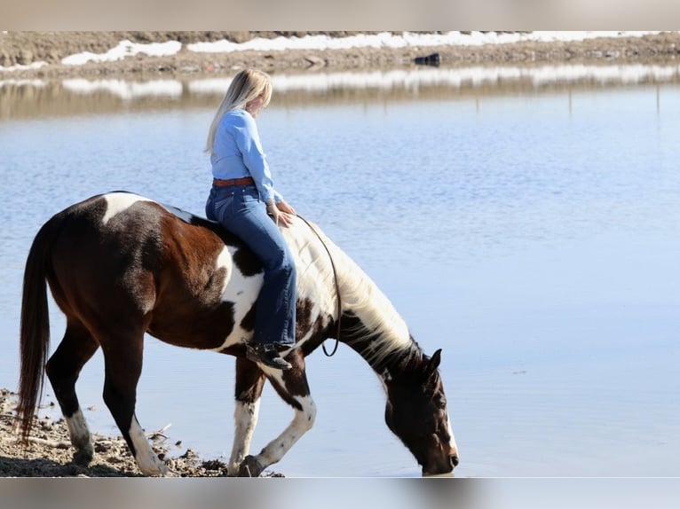 American Paint Horse Caballo castrado 12 años 155 cm Pío in Mineral Wells