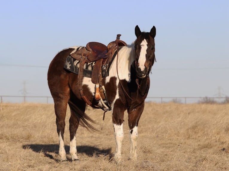 American Paint Horse Caballo castrado 12 años 155 cm Pío in Mineral Wells