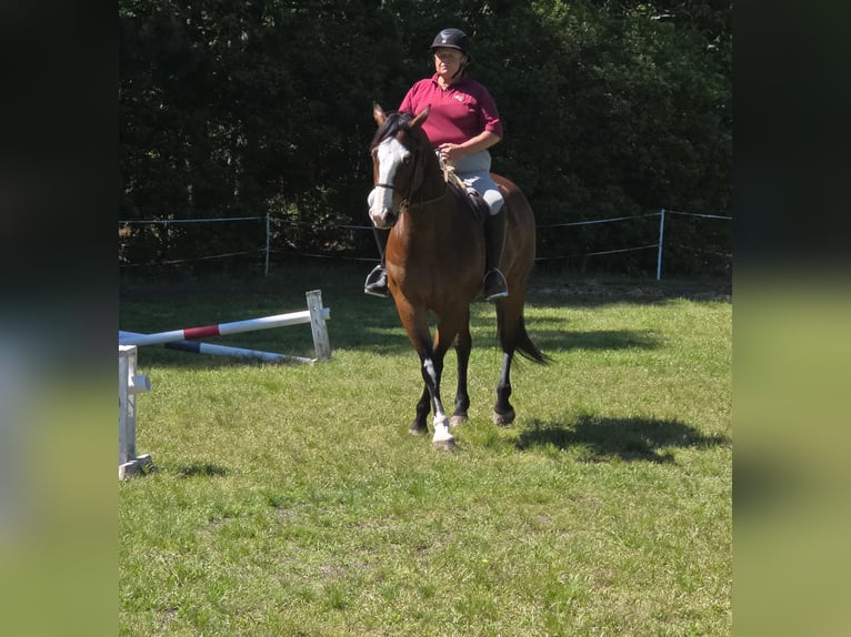 American Paint Horse Caballo castrado 12 años 157 cm Overo-todas las-capas in Susan