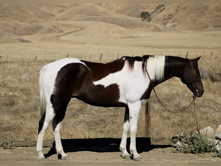 American Paint Horse Caballo castrado 12 años 157 cm Tobiano-todas las-capas in Bitterwater CA