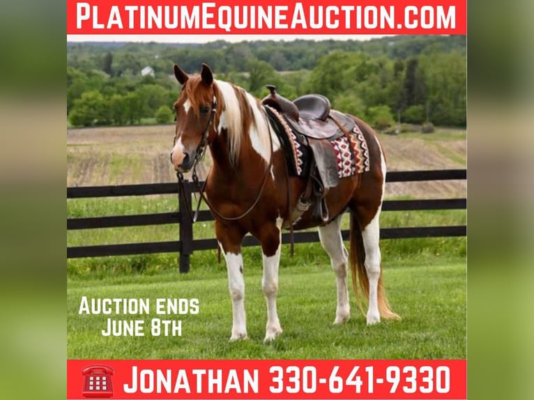 American Paint Horse Caballo castrado 12 años 157 cm Tobiano-todas las-capas in Fredricksburg OH