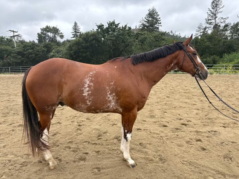American Paint Horse Caballo castrado 12 años 163 cm Castaño rojizo in Felton