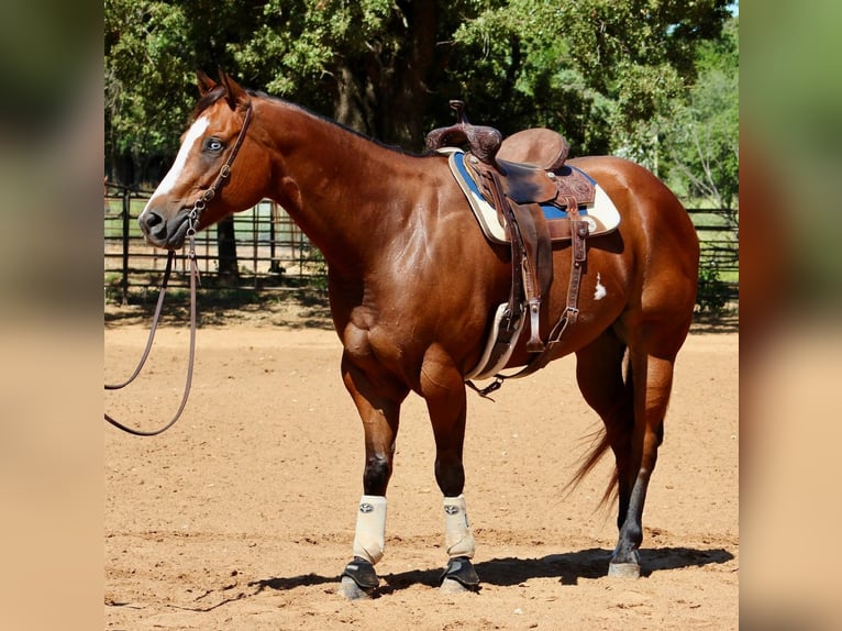 American Paint Horse Caballo castrado 12 años 168 cm Castaño rojizo in Weatherford