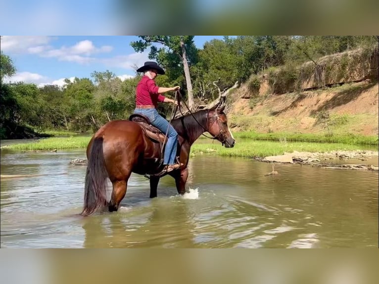 American Paint Horse Caballo castrado 12 años 168 cm Castaño rojizo in Weatherford