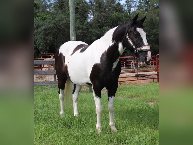 American Paint Horse Caballo castrado 12 años Pío in Brooksville