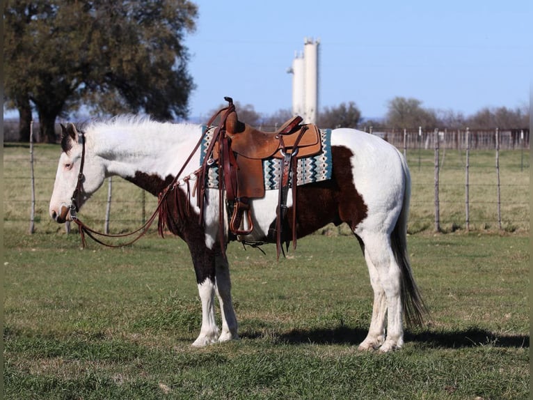 American Paint Horse Caballo castrado 12 años Tobiano-todas las-capas in lipan Tx