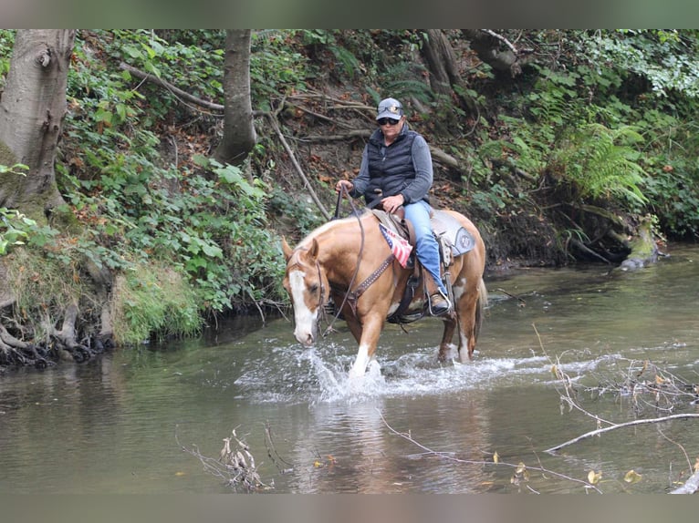 American Paint Horse Caballo castrado 13 años 145 cm Overo-todas las-capas in Paicines CA