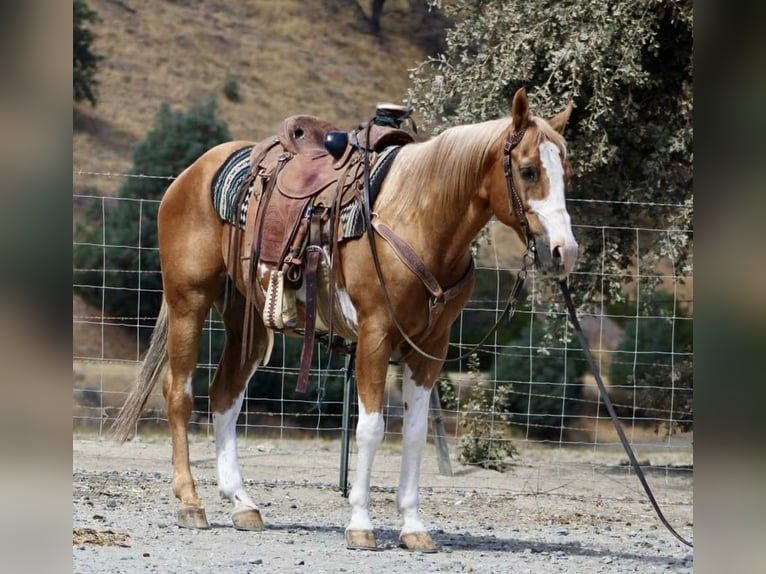 American Paint Horse Caballo castrado 13 años 145 cm Overo-todas las-capas in Paicines CA