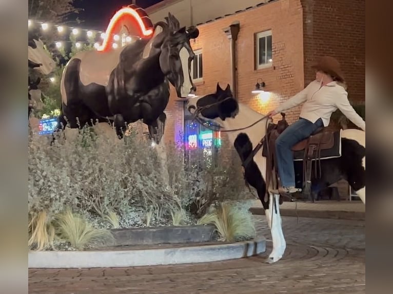 American Paint Horse Caballo castrado 13 años 145 cm Tobiano-todas las-capas in Weatherford TX