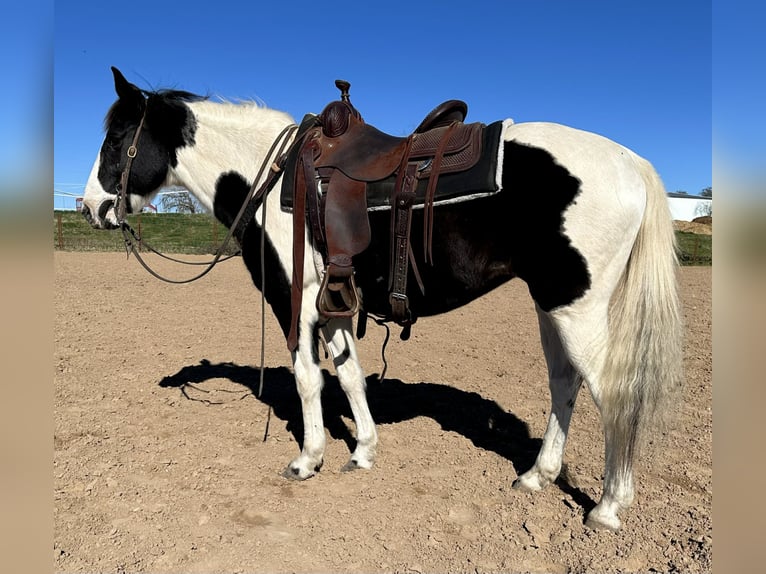 American Paint Horse Caballo castrado 13 años 145 cm Tobiano-todas las-capas in Weatherford TX