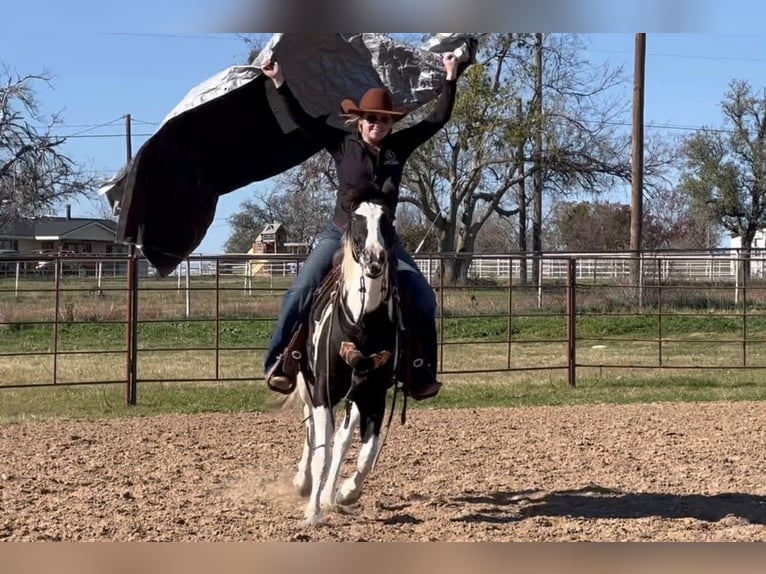 American Paint Horse Caballo castrado 13 años 145 cm Tobiano-todas las-capas in Weatherford TX