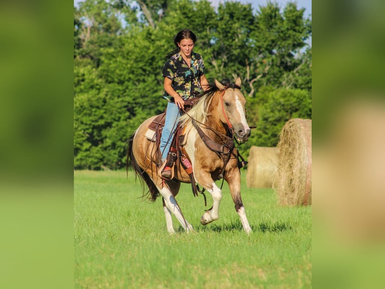 American Paint Horse Caballo castrado 13 años 147 cm Buckskin/Bayo in Willis Point TX