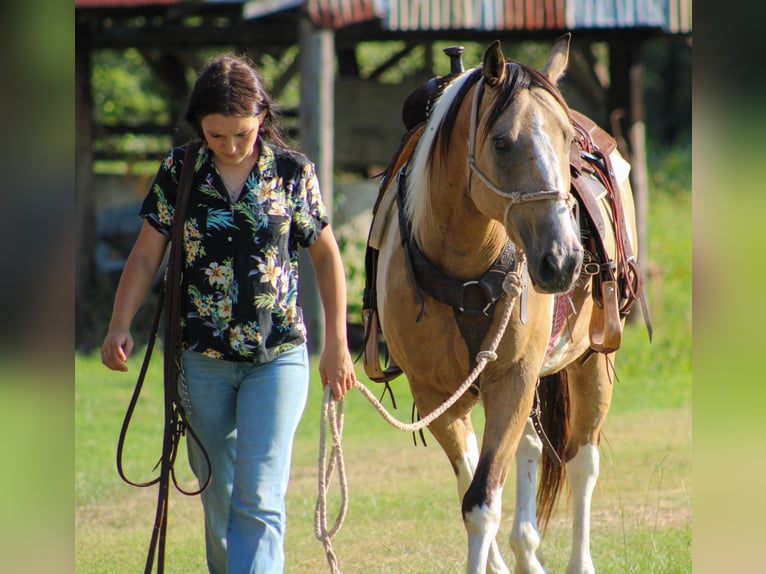 American Paint Horse Caballo castrado 13 años 147 cm Buckskin/Bayo in Willis Point TX