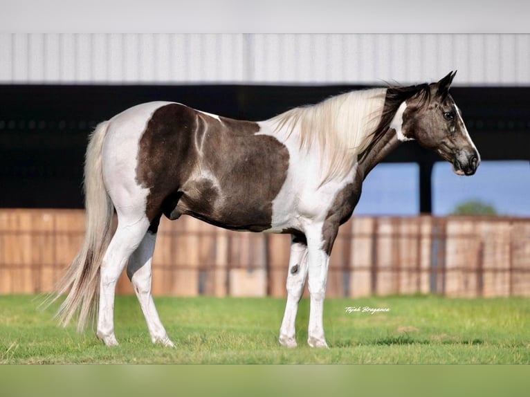 American Paint Horse Caballo castrado 13 años 147 cm Pío in Springtown